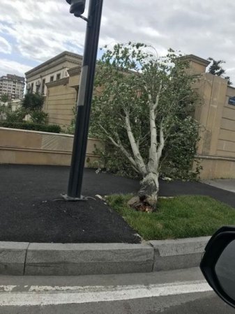 Bakıda küləyin fəsadları: Altı ağac aşdı, bir neçəsinin budağı qırıldı
