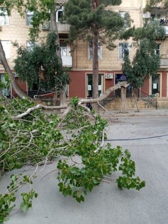 Bakıda küləyin fəsadları: Altı ağac aşdı, bir neçəsinin budağı qırıldı