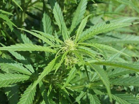 Maştağa qəsəbə sakininin həyətində narkotik maddələr aşkar edilib