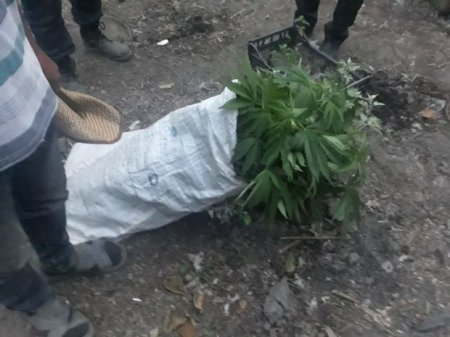 Meşədə narkotik yetişdirən Oğuz sakinləri saxlanılıb - FOTO