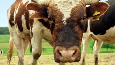 300 koronaviruslu xəstəni sağaldan həkim işdən çıxarıldı - Maraqlı səbəb