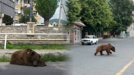 Şəkidə peyda olan ayının boğazındakı xalta ilə bağlı AÇIQLAMA