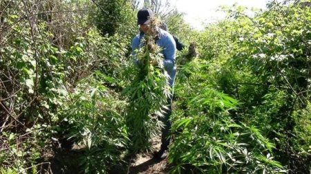 İmişlidə çətənə bitkisi yetişdirən şəxs tutuldu - FOTO