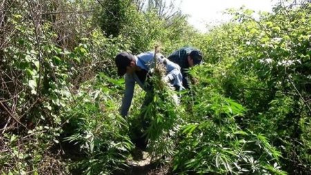 İmişlidə çətənə bitkisi yetişdirən şəxs tutuldu - FOTO