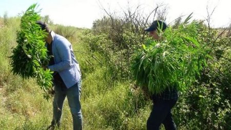 İmişlidə çətənə bitkisi yetişdirən şəxs tutuldu - FOTO