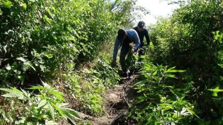 İmişlidə çətənə bitkisi yetişdirən şəxs tutuldu - FOTO