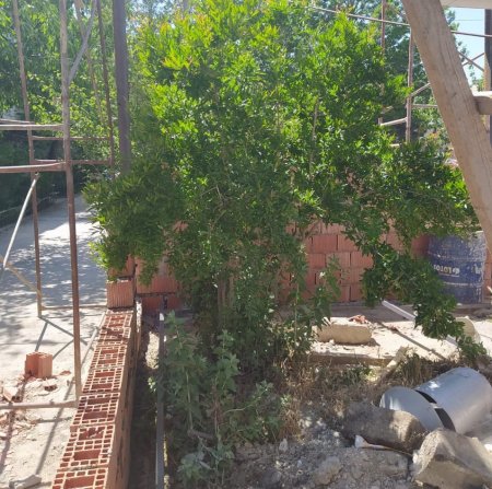 Nazirlik Bakıda ağac kəsintisinə görə tikintinin dayandırılması üçün müraciət etdi