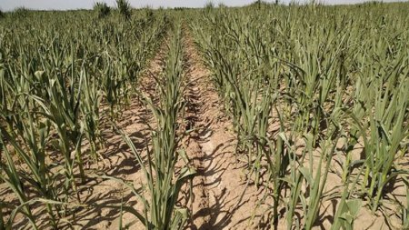 Ölkənin ilk özəl pilot taxılçılıq təsərrüfatı susuzluqdan yanır! (FOTOLAR)