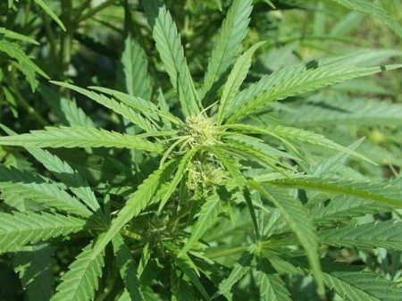 Ağstafa rayonunda çətənə becərən şəxs saxlanıldı