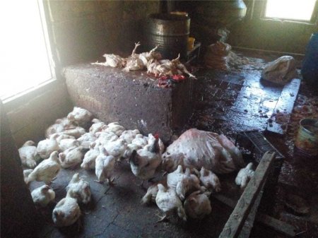 Siyəzəndə süni şəkildə toyuqların çəkisini artıran sex bağlanıb FOTO