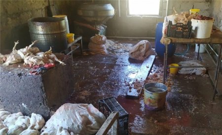 Siyəzəndə süni şəkildə toyuqların çəkisini artıran sex bağlanıb FOTO