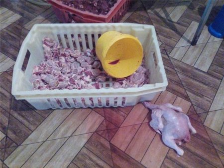 Siyəzəndə süni şəkildə toyuqların çəkisini artıran sex bağlanıb FOTO