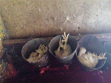 Siyəzəndə süni şəkildə toyuqların çəkisini artıran sex bağlanıb FOTO