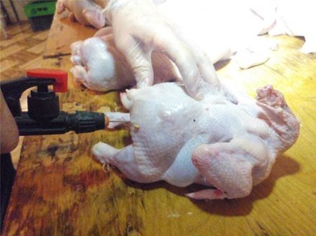 Siyəzəndə süni şəkildə toyuqların çəkisini artıran sex bağlanıb FOTO