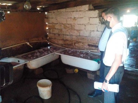 Siyəzəndə süni şəkildə toyuqların çəkisini artıran sex bağlanıb FOTO