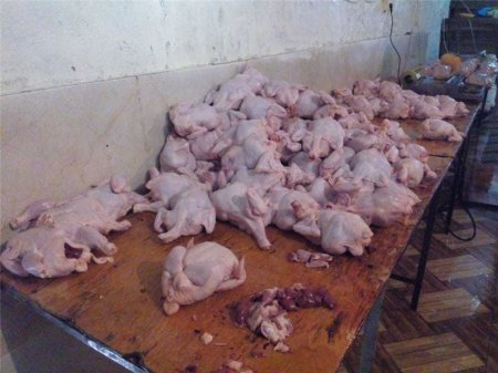 Siyəzəndə süni şəkildə toyuqların çəkisini artıran sex bağlanıb FOTO