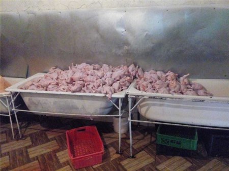 Siyəzəndə süni şəkildə toyuqların çəkisini artıran sex bağlanıb FOTO