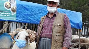 Qurbanlıq qoyunlara da maska taxdı - Foto 