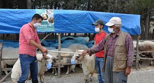 Qurbanlıq qoyunlara da maska taxdı - Foto 