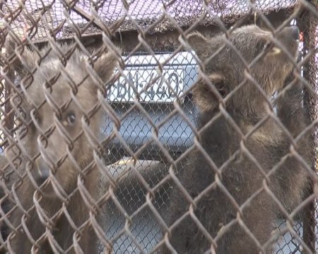 Balakəndə ayı satmaq istəyənlər saxlanıldı - Fotolar