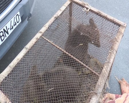 Balakəndə ayı satmaq istəyənlər saxlanıldı - Fotolar