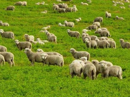 İsmayıllıda qanunsuz fəaliyyət göstərən heyvan kəsimi məntəqələri aşkarlanıb