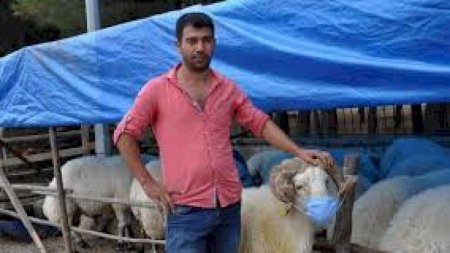 Qurbanlıq qoyunlara da maska taxdı - Foto