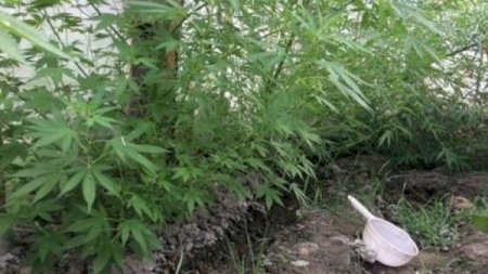 Həyətində narkotik yetişdirən şəxs saxlanıldı