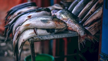 Ağgöl Milli Parkında qanunsuz balıq ovladı - 2376 manat cərimələndi