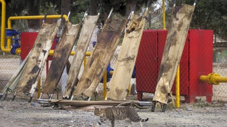 Ermənilərin qanlı xərəklərinin fotosu gündəm oldu