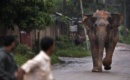 Arvad fərasəti ilə ərini vəhşi fildən xilas etdi