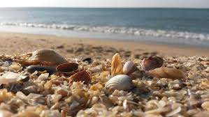 ETSN Xəzərin səviyyəsinin aşağı düşəcəyi barədə proqnozlara aydınlıq gətirib