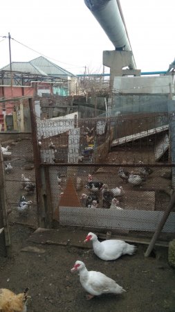 Xırdalandakı partlayışdan daha ağır hadisə Xətaidə yaşana bilər - ARAŞDIRMA 