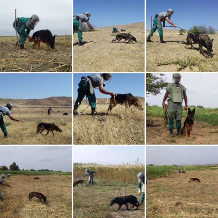 ANAMA açıqladı: 2055 əməliyyat, altı ölü, səkkiz yaralı... - FOTO