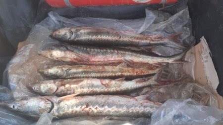 Qubada karantin postundan saxlanılan şəxsin maşınından nərə balığı çıxdı