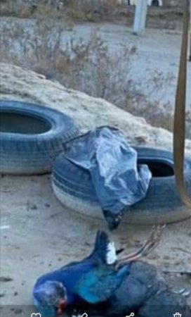 Ağ Gölün "qara günləri" -EKOLOGİYA NAZİRİ MUXTAR BABAYEVİN DİQQƏTİNƏ!