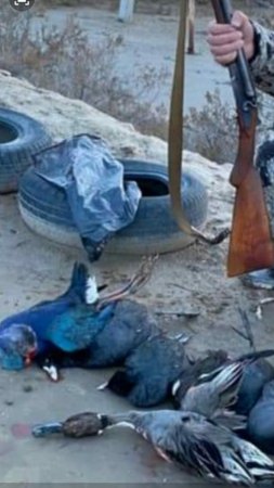 Ağ Gölün "qara günləri" -EKOLOGİYA NAZİRİ MUXTAR BABAYEVİN DİQQƏTİNƏ!