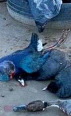 Ağ Gölün "qara günləri" -EKOLOGİYA NAZİRİ MUXTAR BABAYEVİN DİQQƏTİNƏ!