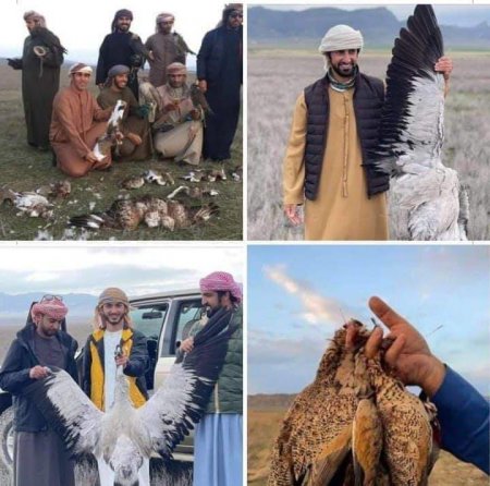 “Ovçuluğa meyl saldı…” – Hacıqabul-Qax savannası, hacıleylək faciəsi, Yezidin kefcil nəvələri