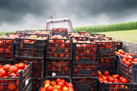 Rusiyanın pomidor və turist qadağası: Ankara ilə Bakının “b planı” varmı...