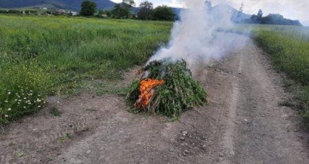 Ağdamın işğaldan azad edilən kəndində 800 kq narkotik aşkarlandı