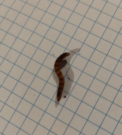 “Vəkiloğlu” MMC-yə məxsus günəbaxan tumlarından qurd çıxdı... - FOTO 