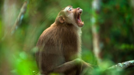 Koronavirusdan daha təhlükəli virus aşkarlandı: Koronavirusdan daha təhlükəli virus aşkarlandı: