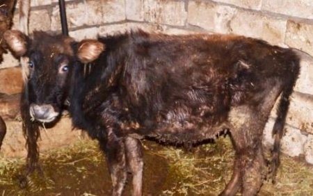 DOST adı altında görülən DÜŞMƏN əməlləri — Daha nə olmalıdır ki?…