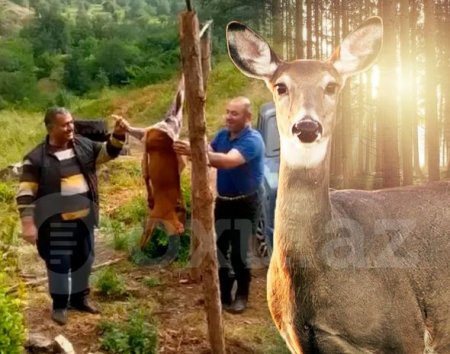 Laçında iki nəfərin cüyür ovlayıb, kef məclisi təşkil etməsi ilə bağlı DİN-dən AÇIQLAMA - YENİLƏNİB