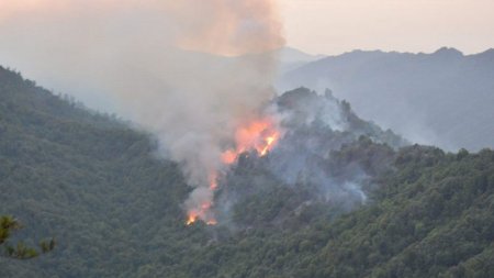 Lənkəranda meşəlik ərazdə baş verən yanğın söndürülüdü (YENİLƏNİB)