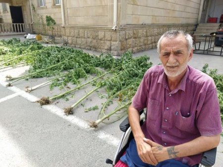 Şabran sakini 250 kiloqram narkotik maddə ilə SAXLANILDI - FOTO