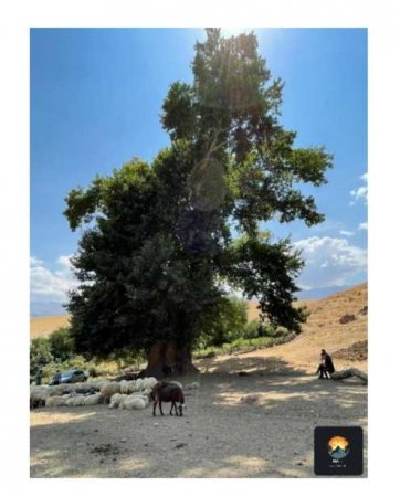 ƏHƏRİN YÜZBAŞLI KƏNDİNDƏKİ 1500 İLLİK ÇİNAR AĞACI