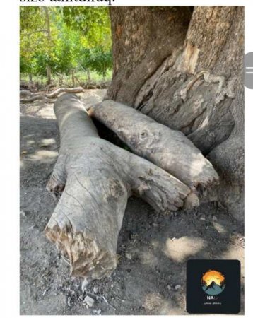 ƏHƏRİN YÜZBAŞLI KƏNDİNDƏKİ 1500 İLLİK ÇİNAR AĞACI