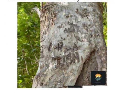 ƏHƏRİN YÜZBAŞLI KƏNDİNDƏKİ 1500 İLLİK ÇİNAR AĞACI